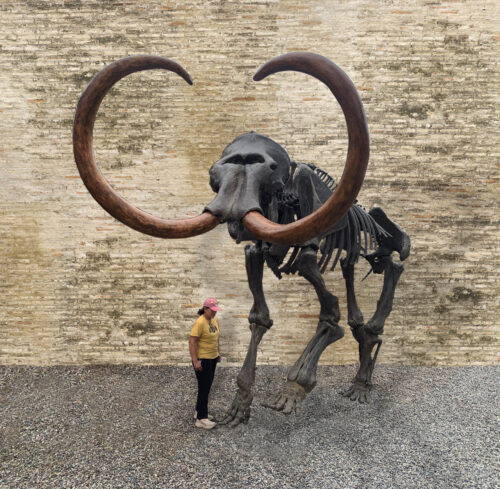 Columbian Mammoth Skeleton - Image 2