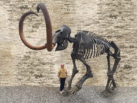 Columbian Mammoth Skeleton