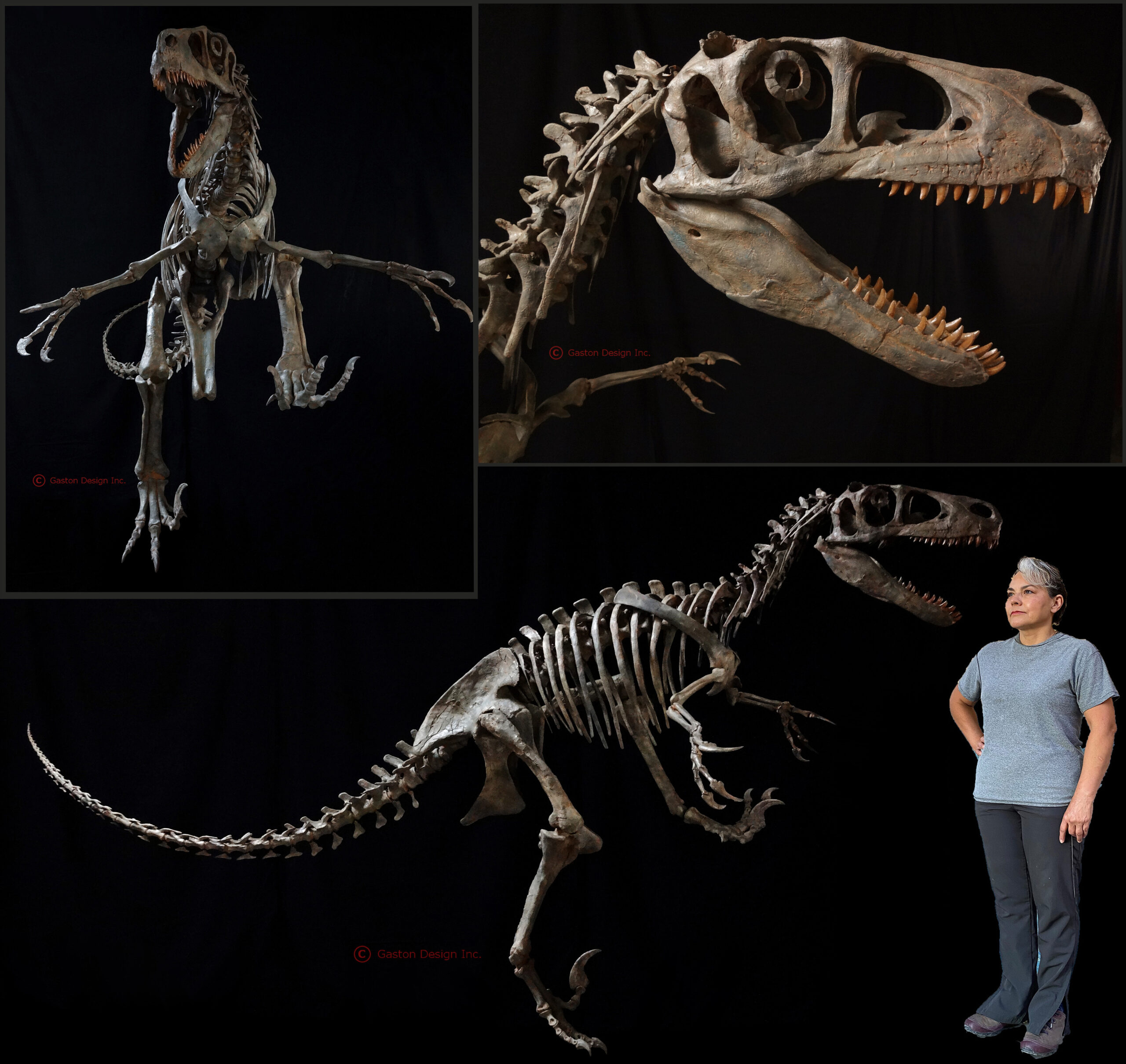 Utahraptor Skeleton Gaston Design Inc Utahraptor Skeleton Gaston Design Inc