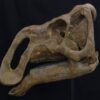 New Rhinorex Skull - Image 2