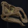 New Rhinorex Skull