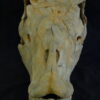Hippodraco Skull Reconstruction - Image 3