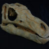 Hippodraco Skull Reconstruction