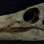 Hippodraco Skull Reconstruction - Image 2