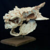 Minotaurasaurus Skull with base