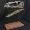 Suskityrannus hazelae Skull with base
