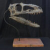 Suskityrannus hazelae Skull with base - Image 2
