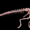 Scutellosaurus Skeleton