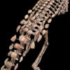 Scutellosaurus Skeleton - Image 2