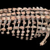 Scutellosaurus Skeleton - Image 3