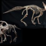 Protoceratops Adult Skeleton