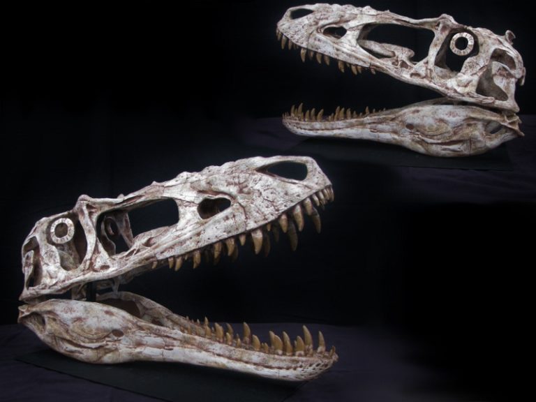 Dinosaur Skulls Gaston Design Inc 