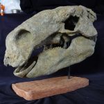 Peloroplites Skull - Image 2