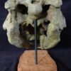 Peloroplites Skull - Image 3