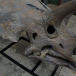 Bravoceratops Skull - Image 5
