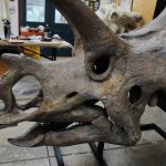 Bravoceratops Skull - Image 3