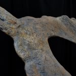 Bravoceratops Skull - Image 4