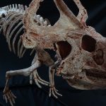 Protoceratops Adult Skeleton - Image 2