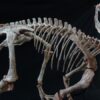 Protoceratops Adult Skeleton - Image 3