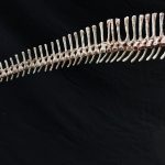 Protoceratops Adult Skeleton - Image 4