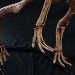 Protoceratops Adult Skeleton - Image 5