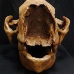 Paramylodon Skull - Image 2