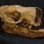 Paramylodon Skull
