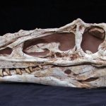 Alioramus Skull (no base)