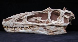 Dinosaur Skulls Archives Gaston Design Inc 