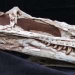 Alioramus Skull (no base) - Image 2