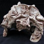 Alioramus Skull (no base) - Image 4
