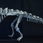 Animantarx Nodosaur Skeleton - Image 2