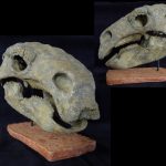 Peloroplites Skull
