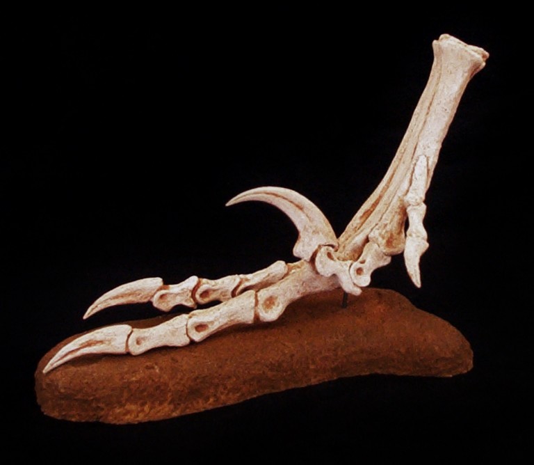 velociraptor foot print